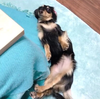 ダックスフンド,動画