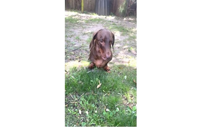 ダックスフンド,動画