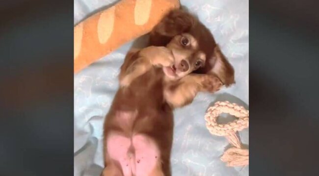 ダックスフンド,動画