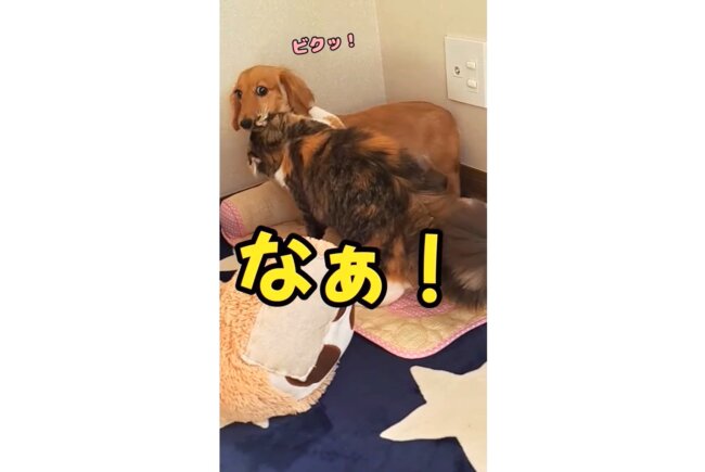 ダックスフンド,動画