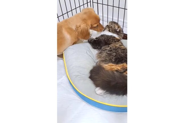 ダックスフンド,動画