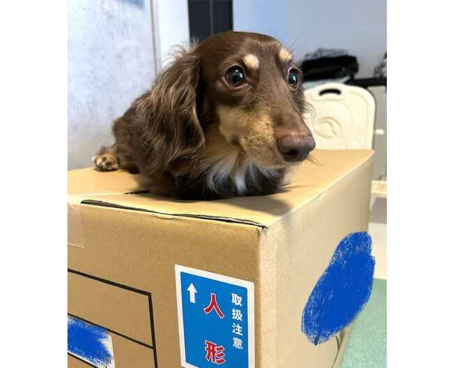 ダックスフンド,動画