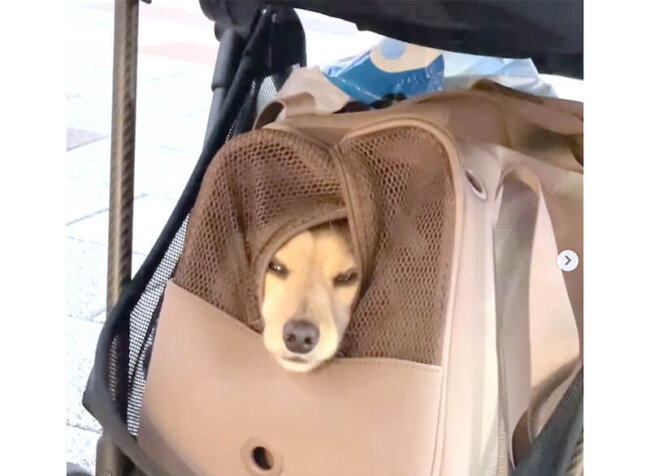 ダックスフンド,動画