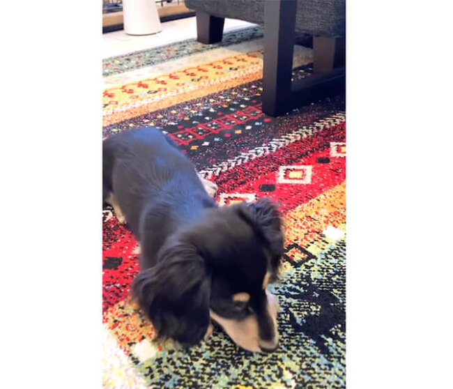 ダックスフンド,動画