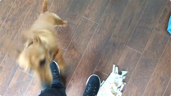 ダックスフンド,動画