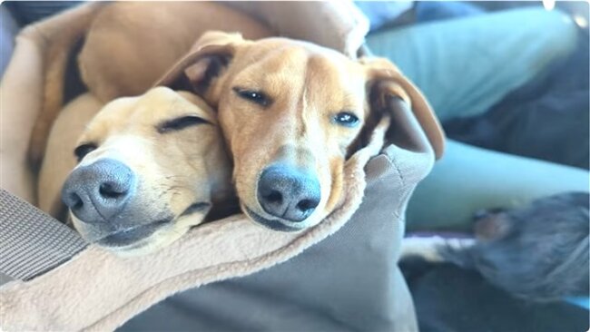 ダックスフンド,動画