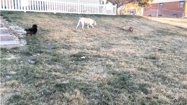 ダックスフンド,動画