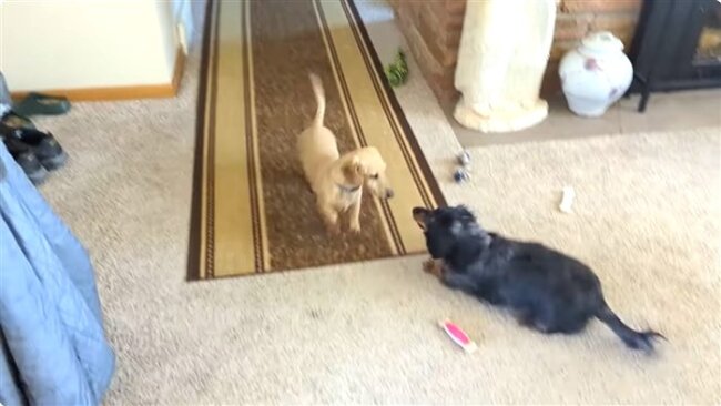 ダックスフンド,動画