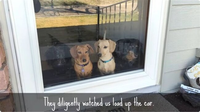 ダックスフンド,動画