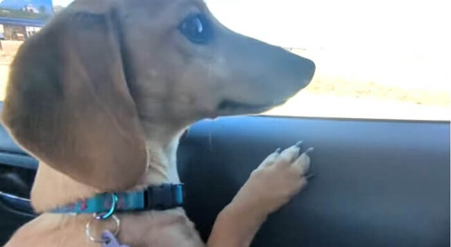 ダックスフンド,動画