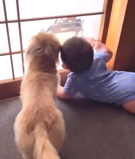 ダックスフンド,動画