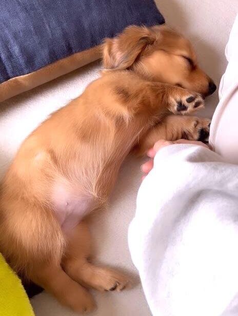 ダックスフンド,動画