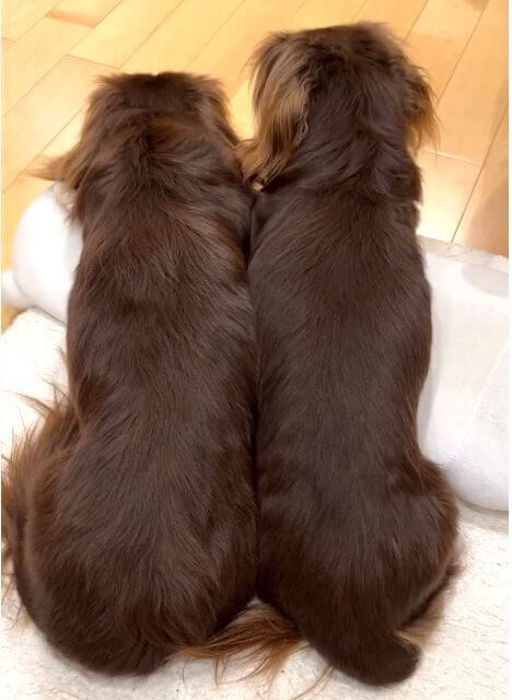 ダックスフンド,動画