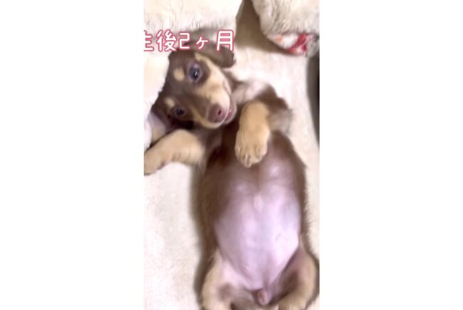 ダックスフンド,動画