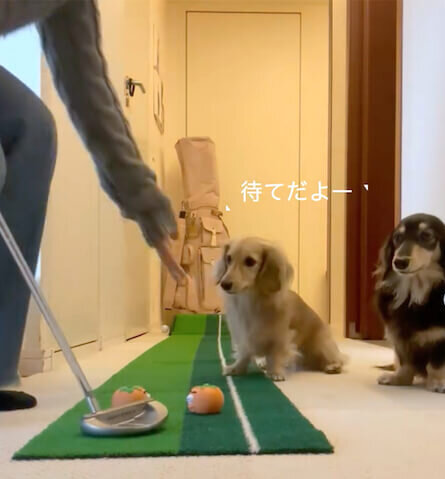 ダックスフンド,動画