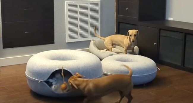 ダックスフンド,動画