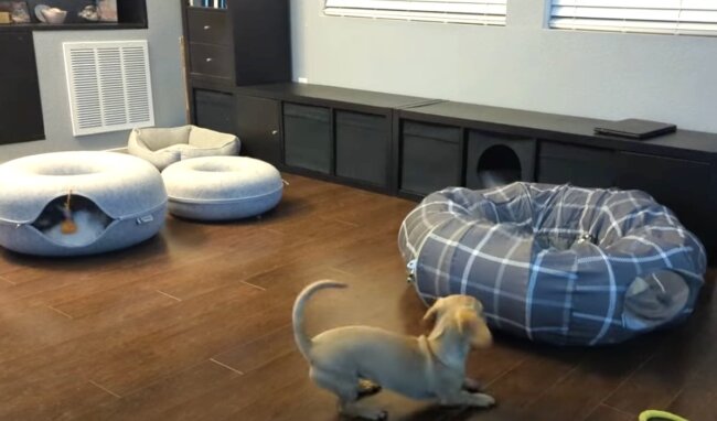 ダックスフンド,動画