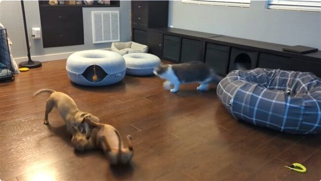 ダックスフンド,動画