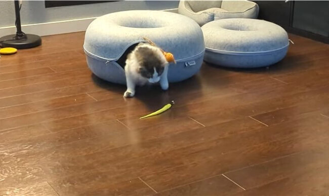 ダックスフンド,動画