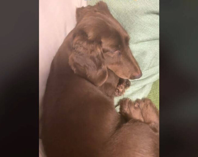 ダックスフンド,動画