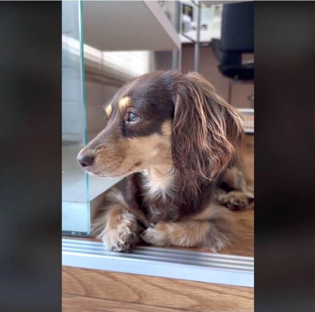 ダックスフンド,動画