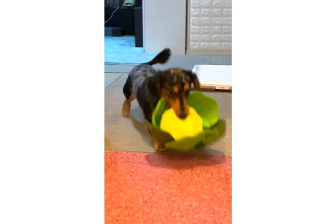 ダックスフンド,動画