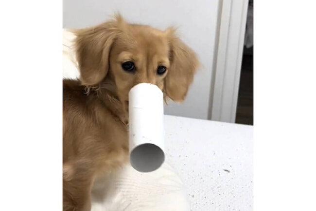 ダックスフンド,動画