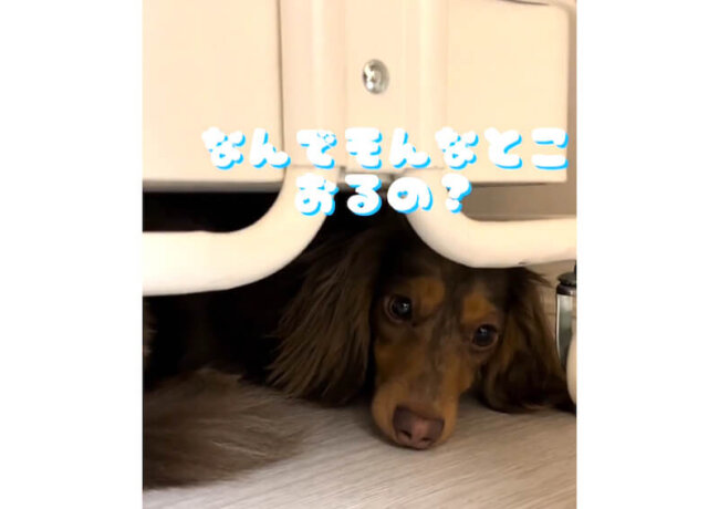 ダックスフンド,動画