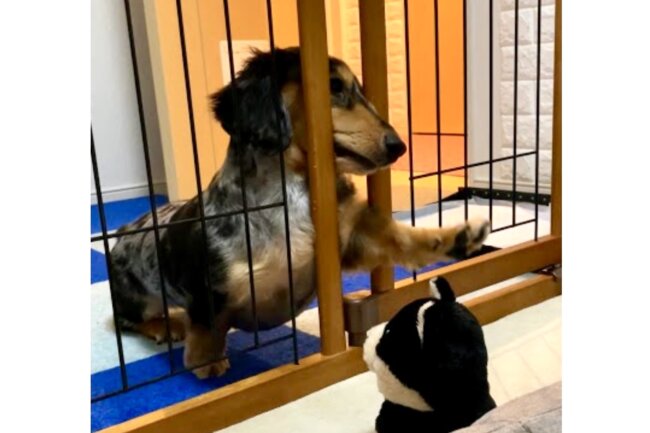 ダックスフンド,動画