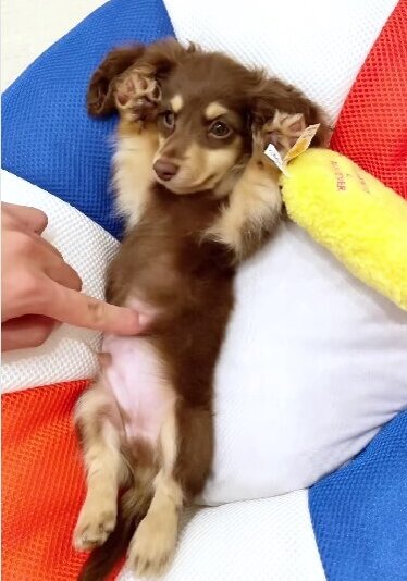 ダックスフンド,動画