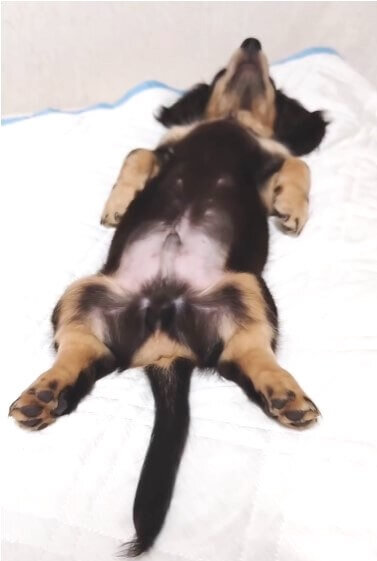 ダックスフンド,動画