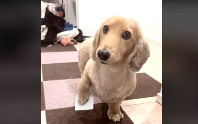 ダックスフンド,動画