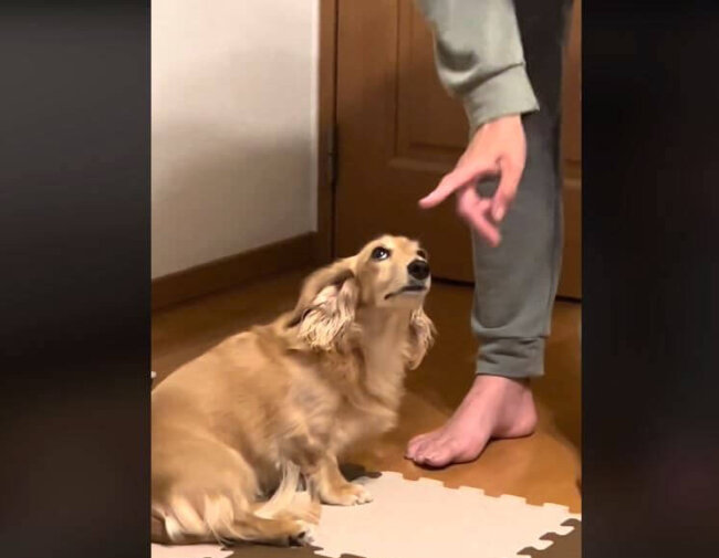 ダックスフンド,動画