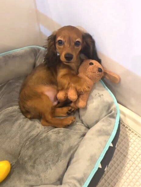 ダックスフンド,動画