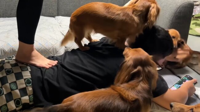 ダックスフンド,動画