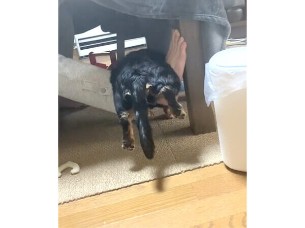 ダックスフンド,動画