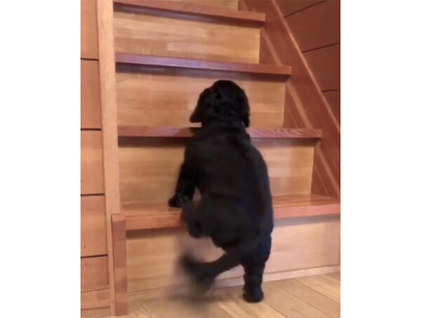 ダックスフンド,動画