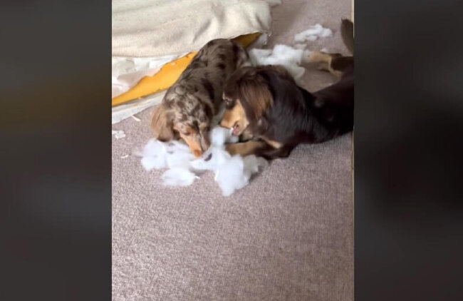 ダックスフンド,動画