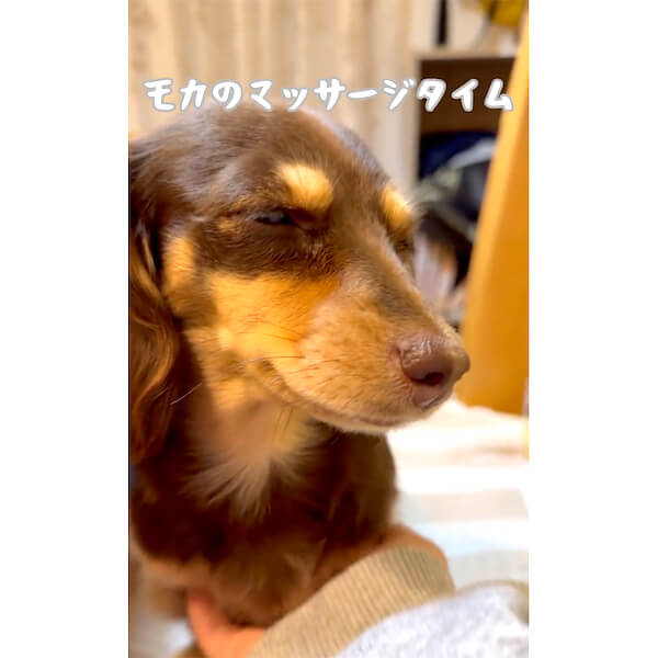 ダックスフンド,動画