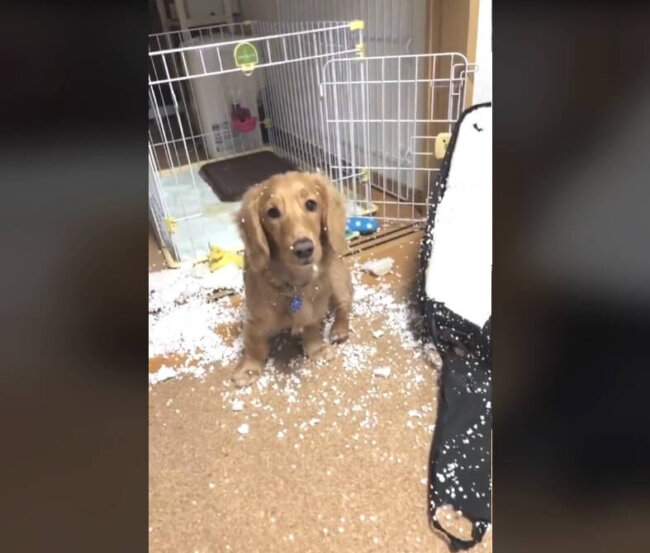 ダックスフンド,動画