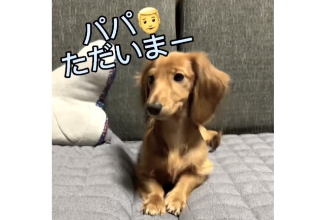 ダックスフンド,動画