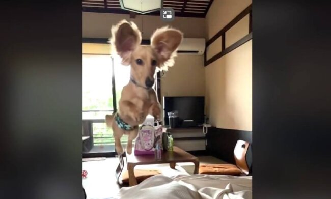 ダックスフンド,動画