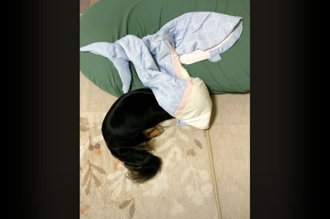 ダックスフンド,動画