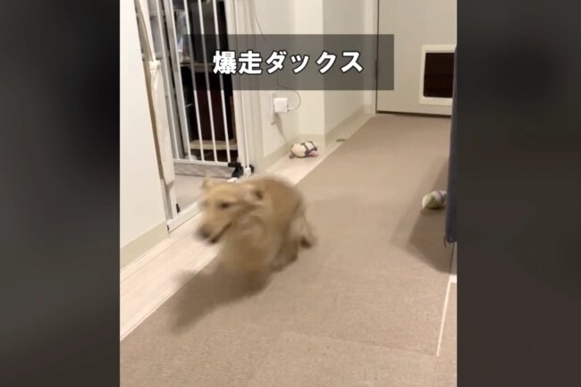 ダックスフンド,動画