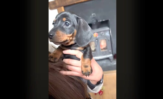 ダックスフンド,動画