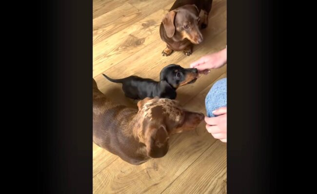 ダックスフンド,動画