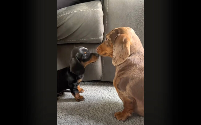 ダックスフンド,動画