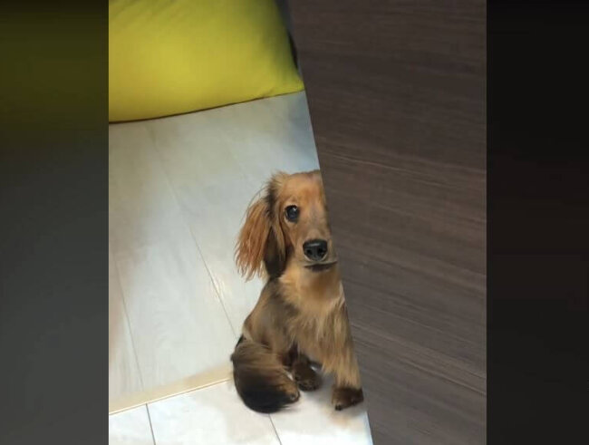 ダックスフンド,動画