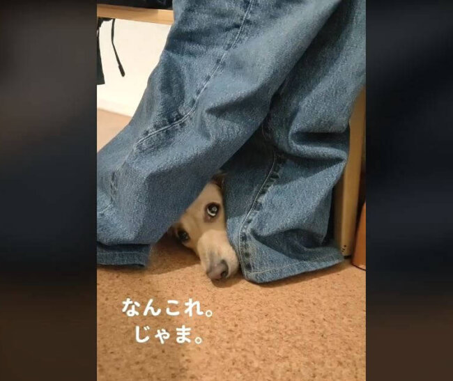 ダックスフンド,動画