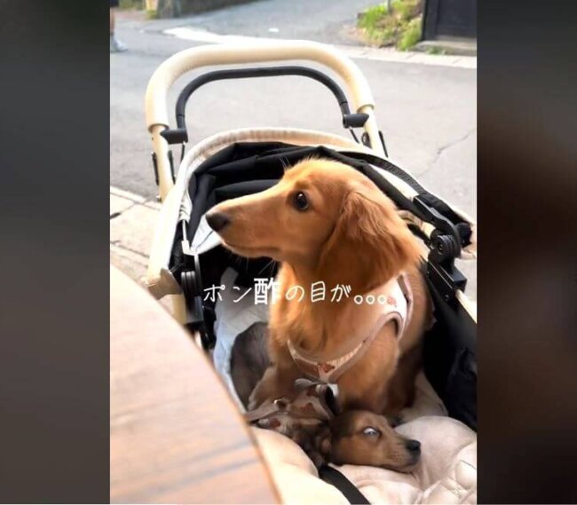 ダックスフンド,動画